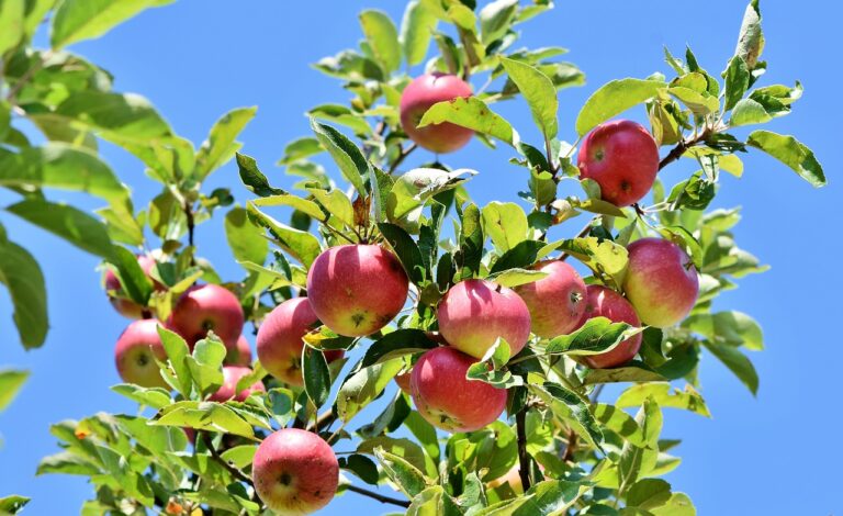 The Benefits of Cooking with Locally Sourced Ingredients: Supporting Small-Scale Agriculture